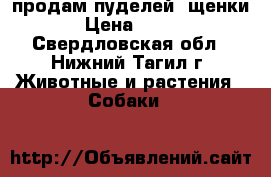 продам пуделей (щенки)  › Цена ­ 6 000 - Свердловская обл., Нижний Тагил г. Животные и растения » Собаки   